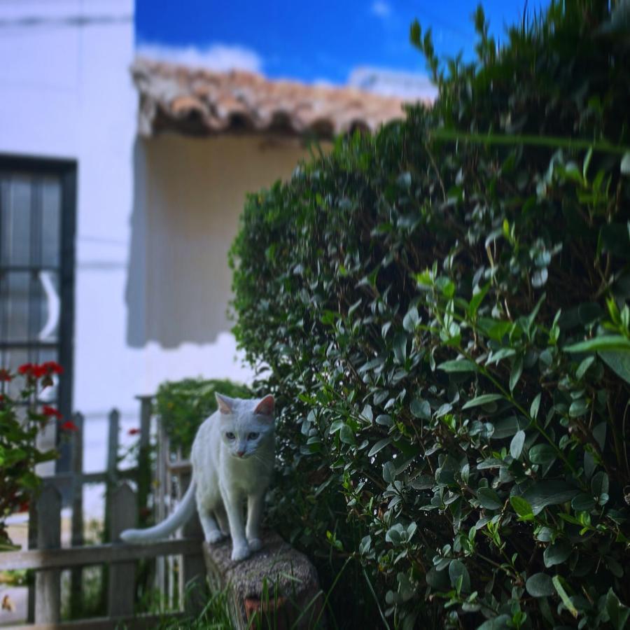 Cool Cat House