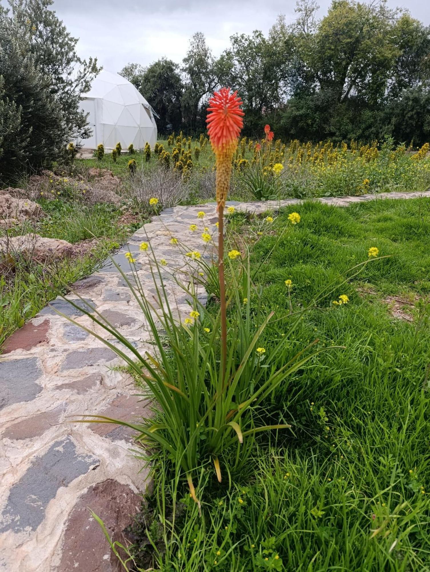 Domos Glamping & Nature 2