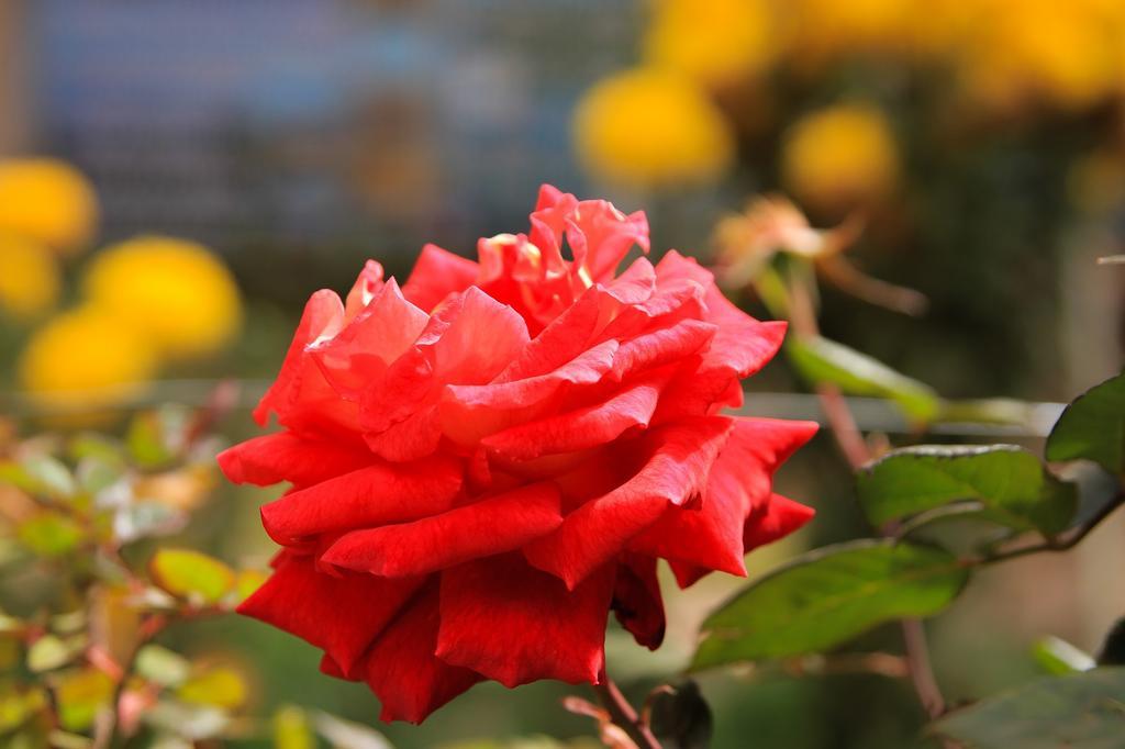 Inkas Garden