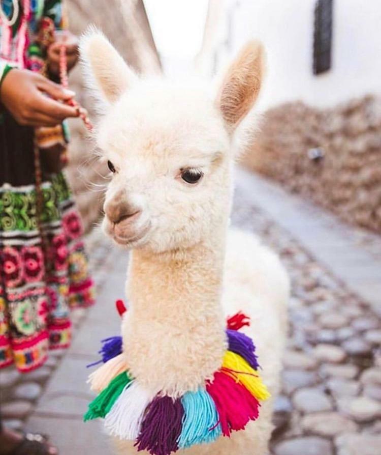 Homestay Jardines Del Inca