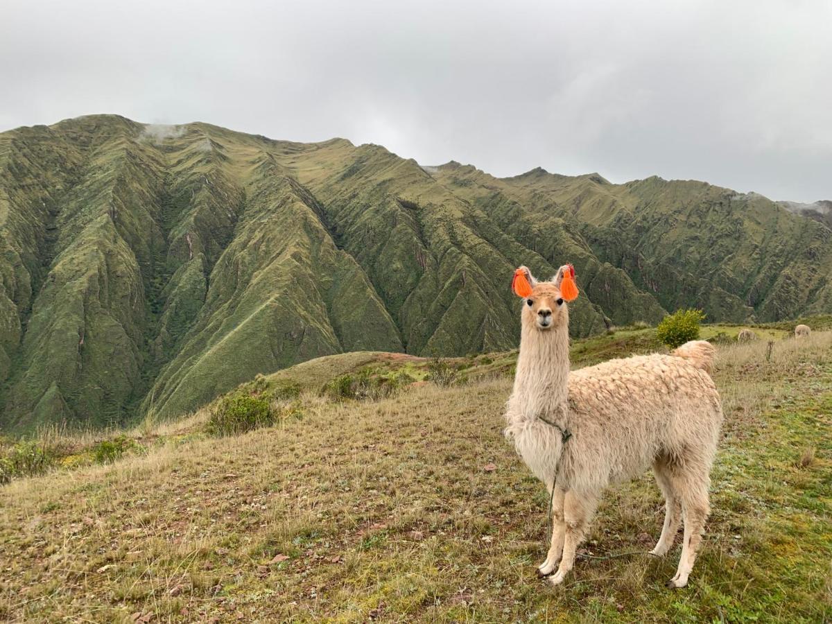 Alpaca & Explorations * Cusco