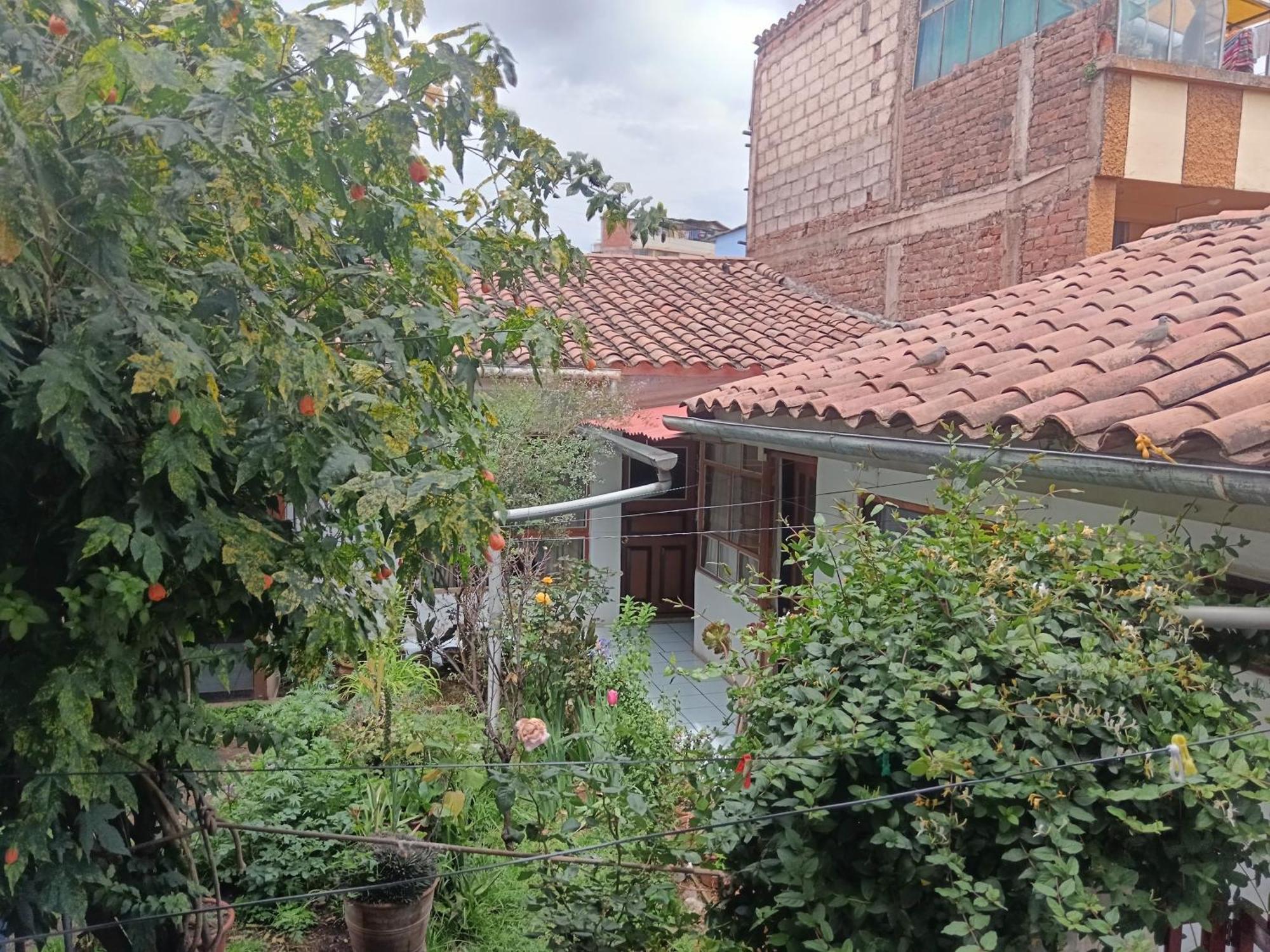Auquis Cuzco