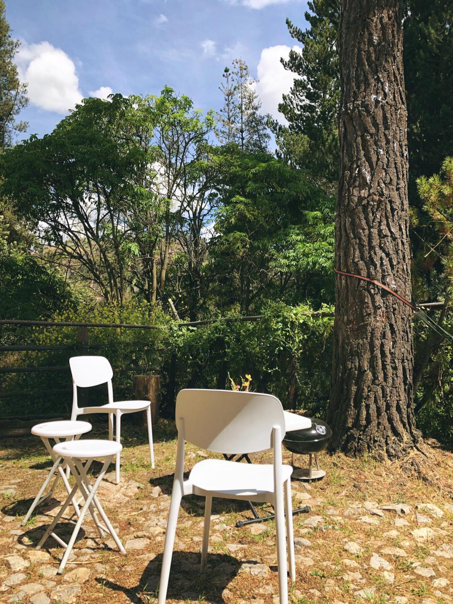 The Tree House