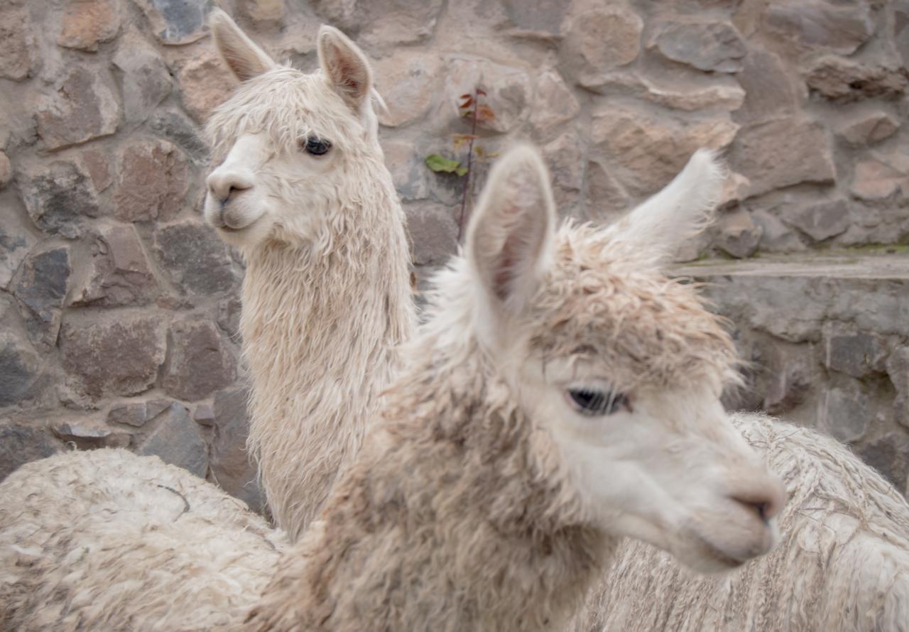 Inkita Boutique Lodge Cuzco